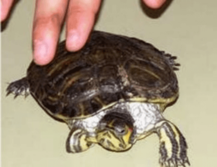 BiblioLab científico: Descubramos a los anfibios y los reptiles