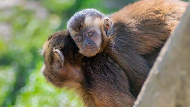 Visita al Zoológico El Bosque