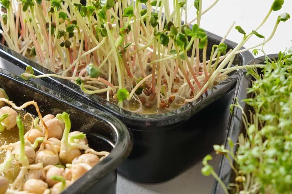 Growshoph2o en Betanzos: Kits y cultura del cultivo de setas gourmet