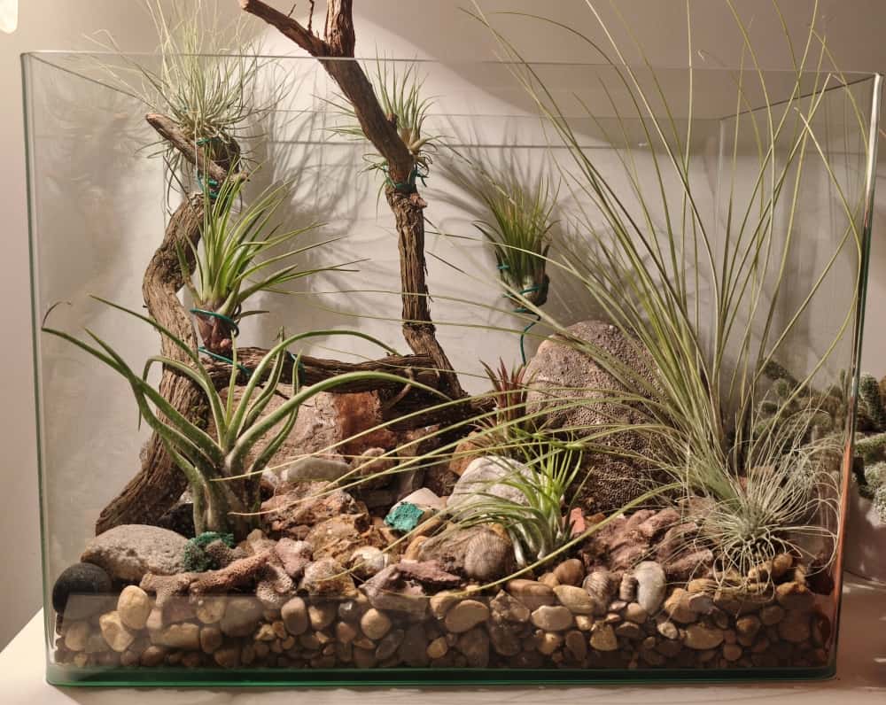 Taller 'Plantas de aire para tu terraza'