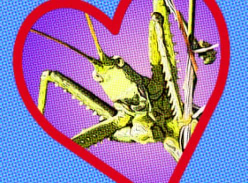 Genoma híbrido: una historia de amor sin fronteras