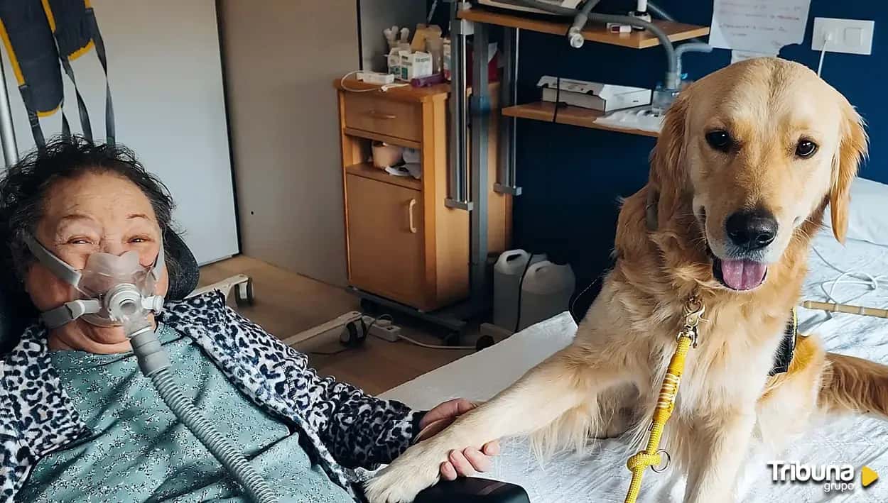 Terapia ocupacional asistida con animales