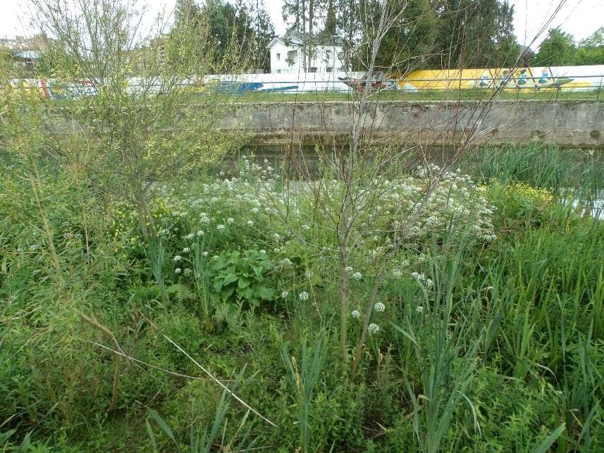 Visitas guiadas por los Ríos Piles y Peñafrancia: Especies Invasoras