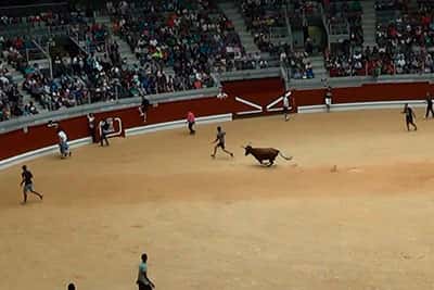 Vaquillas