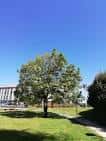 Árbol solitario en el césped del parque bajo cielo azul, con edificio moderno al fondo