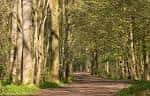 Sendero arbolado y soleado a través del bosque de Stanmer Park