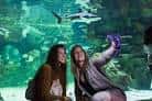 Visitantes observando un gran acuario con un tiburón en SEA LIFE Brighton