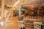 Interior del restaurante Mowgli Street Food Brighton, destacando la decoración arbórea y el área de asientos