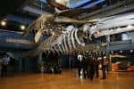 Interior del museo mostrando el esqueleto de ballena suspendido sobre la sala principal