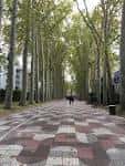 Perspectiva vertical del Paseo de la Senda, destacando la altura de los árboles y el patrón del suelo