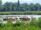 Grupo de ciervos en el humedal de Salburua, mostrando la fauna del parque