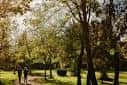 Sendero arbolado y sombreado ideal para paseos dentro del jardín
