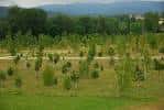 Vista de la zona de plantación con árboles jóvenes y vegetación