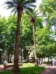 Altas palmeras y vegetación frondosa en el parque de los Jardines de Albia