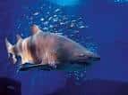Tiburón nadando en uno de los tanques del acuario