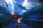 Túnel acristalado de 360 grados con tiburones y especies marinas