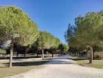 Sendero flanqueado por pinos piñoneros bajo un cielo despejado
