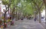Amplio paseo peatonal de La Rambla rodeado de frondosos árboles en Palma