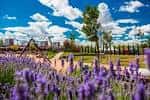 Sendero del parque con flores de lavanda en primer plano y vegetación bajo un cielo nublado