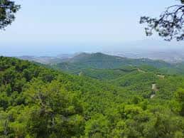 Panorámica de la densa vegetación de pinos característica del Parque Natural Montes de Málaga