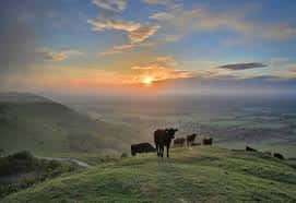 Atardecer sobre las colinas de Devils Dyke Farm con ganado pastando
