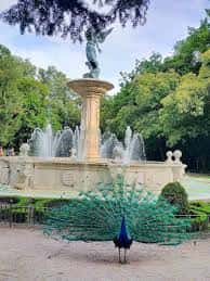 Pavo real con el plumaje abierto frente a la Fuente de la Fama