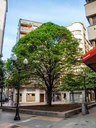 Perspectiva de la plaza con vegetación y mobiliario urbano