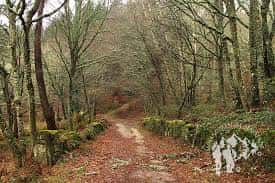 Sendero rodeado de vegetación y árboles en el bosque de Monte Segade