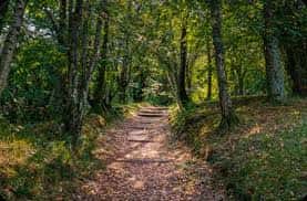 Sendero forestal con árboles altos y luz natural filtrándose entre las hojas