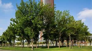 Área verde del parque con árboles jóvenes y el Edificio Torre Sevilla al fondo