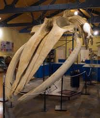 Esqueleto de ballena suspendido en el hall principal del museo