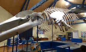 Detalle del cráneo y columna vertebral del esqueleto de ballena