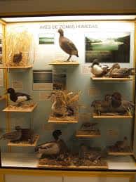 Exhibición de aves disecadas en hábitats naturales dentro del museo