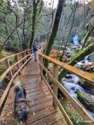 Pasarela de madera en el bosque con un perro y una persona caminando junto a un arroyo