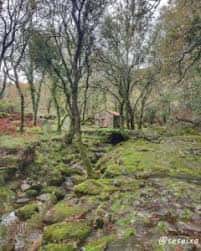 Bosque con árboles y suelo cubierto de musgo, con una pequeña estructura en el fondo