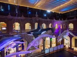 Interior del museo con esqueletos de ballenas suspendidos y ambientación nocturna