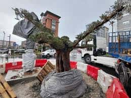 Proceso de plantación de árboles en la Rúa Pablo Iglesias durante las obras de humanización, con maquinaria y elementos de protección en la vía