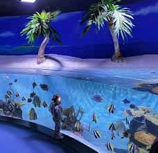 Interior del acuario con tanque curvo, peces tropicales y palmeras decorativas