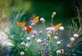 Mariposas naranjas posadas sobre flores silvestres en el jardín