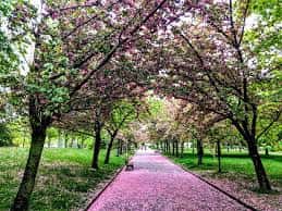 Sendero arbolado con flores rosas en el Parque de San Martín