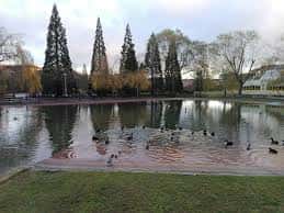 Lago del parque con patos y árboles altos reflejados en el agua