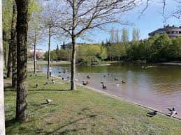 Orilla del lago con aves y árboles en primavera