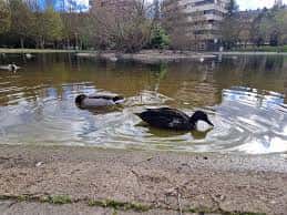 Patos nadando en el lago del parque