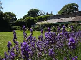 Jardín con flores de lavanda en primer plano y edificio al fondo