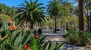 Vista del parque con palmeras altas y flores de ave del paraíso en primer plano