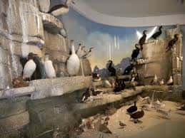 Exposición de aves taxidermizadas en hábitat natural dentro del museo