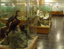 Salón de exhibición con vitrinas de especímenes zoológicos