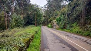 Sendero forestal con árboles y vegetación densa
