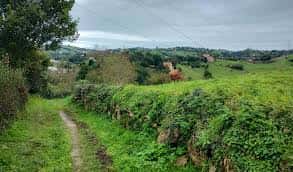 Paisaje rural con sendero y campos verdes