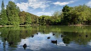Lago del parque con patos y árboles al fondo